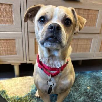 Chihuahua Dogs Available for Adoption in New York, New York - Andrew | PetCurious