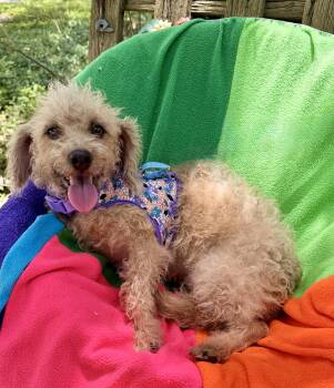 Makana WV14496-T LOCAL Adoption Event in Woodinville 8/23 -  Poodle Dog for Adoption in Missouri City, Texas - Makana WV14496-T LOCAL Adoption Event In Woodinville 8/23 | PetCurious
