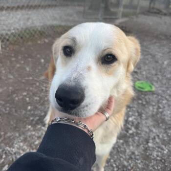Great Pyrenees Dogs Available for Adoption - Gloria | PetCurious