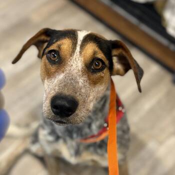 Mixed Breed Dogs Available for Adoption - Sally | PetCurious