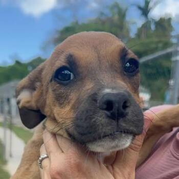Mixed Breed Dogs Available for Adoption in Niagara Falls, Ontario - Buttercup (20260501-02) | PetCurious