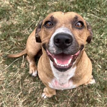 Chicken Nugget -  Dachshund and Pit Bull Terrier Dog for Adoption in The Colony, Texas - Chicken Nugget | PetCurious