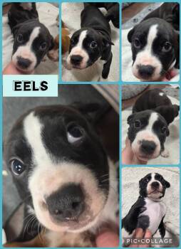 EELS -  American Bulldog Dog for Adoption in Newport, Kentucky - EELS | PetCurious