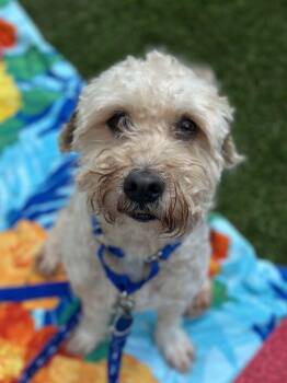 Mixed Breed Dogs Available for Adoption in Alexandria, Virginia - River | PetCurious