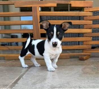 Dachshund Dogs Available for Adoption - Latte | PetCurious