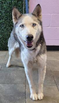 Siberian Husky and Mixed Breed Dogs Available for Adoption - 60301114 | PetCurious
