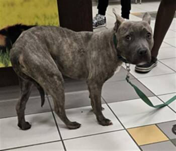 Pit Bull Terrier Dogs Available for Adoption in Derwood, Maryland - PRINCESS BUBBLE GUM | PetCurious