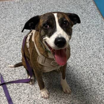 Baby -  Mixed Breed Dog for Adoption in Cheyenne, Wyoming - Baby | PetCurious