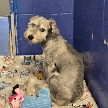 CT Easton -  Norfolk Terrier and Cairn Terrier Dog for Adoption in Stormville, New York - CT Easton | PetCurious