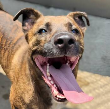 Jimson -  Pit Bull Terrier Dog for Adoption in Naperville, Illinois - Jimson | PetCurious