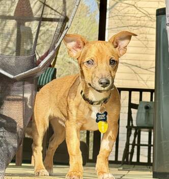 Chihuahua and Dachshund Dogs Available for Adoption - Cinnamon Spice | PetCurious