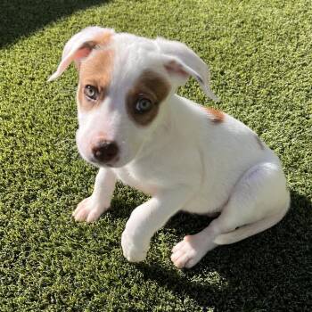 Wilhameno 2083 -  Labrador Retriever and Mixed Breed Dog for Adoption in Loxahatchee Groves, Florida - Wilhameno 2083 | PetCurious