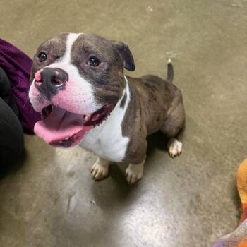 Jamison -  Pit Bull Terrier Dog for Adoption in Seneca, Pennsylvania - Jamison | PetCurious