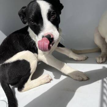 Mixed Breed Dogs Available for Adoption in Beaumont, Texas - Chicken | PetCurious