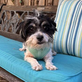 Wiggles -  Havanese and Shih Tzu Dog for Adoption in Santa Clara, California - Wiggles | PetCurious