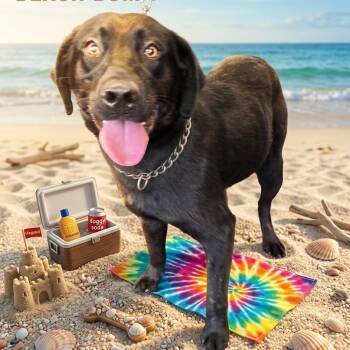 Black Labrador Retriever Dogs Available for Adoption in Huntsville, Alabama - Crisp | PetCurious