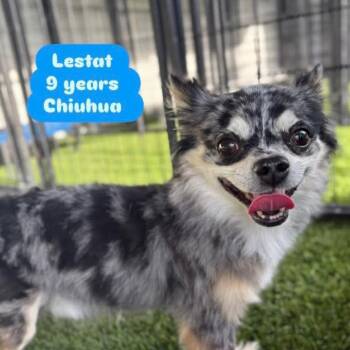 Lestat -  Chihuahua Dog for Adoption in Tampa, Florida - Lestat | PetCurious