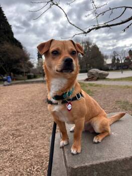 Chiweenie Dogs Available for Adoption - Boomerang | PetCurious