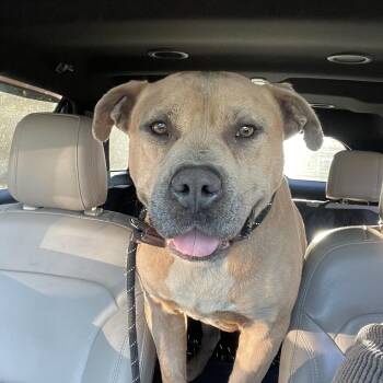 Rescue Pit Bull Terrier Dogs for Adoption in Holly Springs, Mississippi - Jughead | PetCurious