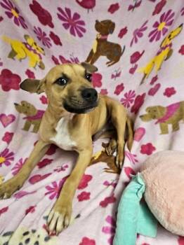 Mixed Breed Dogs Available for Adoption - McDreamy | PetCurious