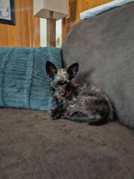 Terrier Dogs Available for Adoption in Houston, Texas - Mini | PetCurious
