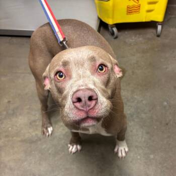 Violet -  Pit Bull Terrier and Mixed Breed Dog for Adoption in Ottawa, Kansas - Violet | PetCurious