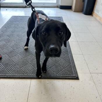 Misunderstood Night Owl -  Mixed Breed Dog for Adoption in Davenport, Iowa - Misunderstood Night Owl | PetCurious