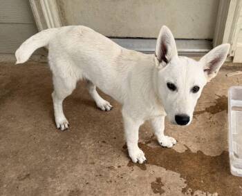 Sophia -  White German Shepherd Dog for Adoption in Londonderry, New Hampshire - Sophia | PetCurious