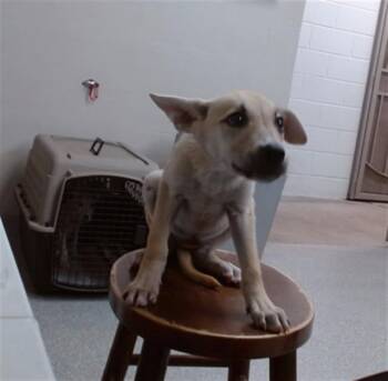 A185180 -  German Shepherd Dog and Mixed Breed Dog Available for Adoption in Pasadena, Texas - A185180 | PetCurious