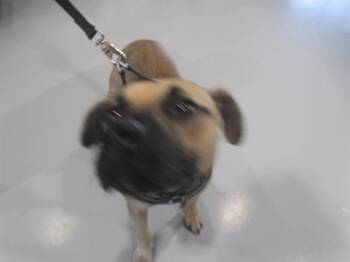 PACHA -  Black Mouth Cur Dog for Adoption in Ocala, Florida - PACHA | PetCurious