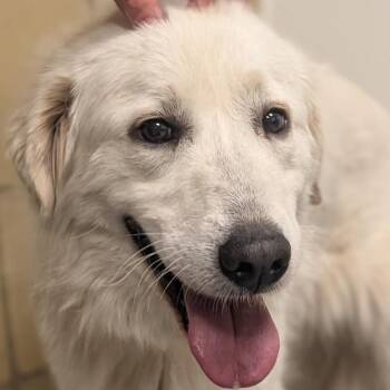 MayBelle -  Great Pyrenees Dog for Adoption in Greenfield, Indiana - MayBelle | PetCurious
