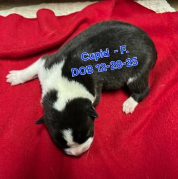 Australian Cattle Dog Blue Heeler and Border Collie Dogs Available for Adoption in Nucla, Colorado - Cupid | PetCurious