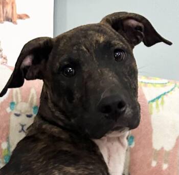 Rescue Mixed Breed Dogs for Adoption in Sequatchie, Tennessee - Frasier | PetCurious