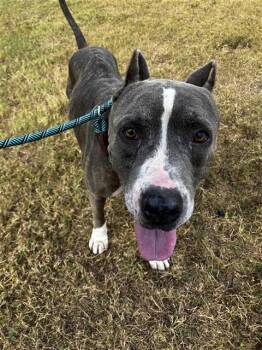 SUMO -  Pit Bull Terrier and Mixed Breed Dog for Adoption in Corpus Christi, Texas - SUMO | PetCurious