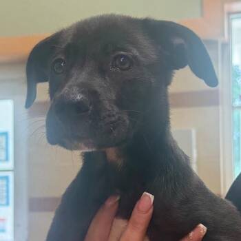Jane -  Mixed Breed Dog for Adoption in Winston-salem, North Carolina - Jane | PetCurious