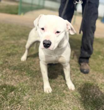 Terrier Dogs Available for Adoption - Avalanche 26D-061 | PetCurious