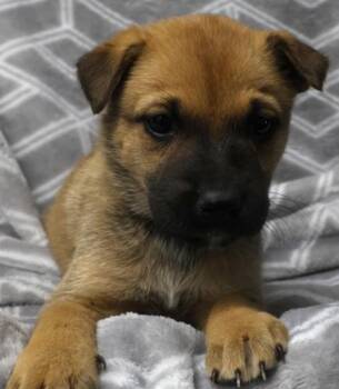 Marsh -  Shepherd Dog Available for Adoption in Thief River Falls, Minnesota - Marsh | PetCurious