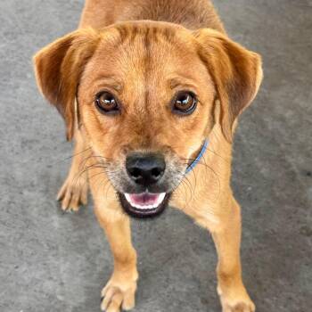 Lionel - Chino Hills Location -  Beagle and Mixed Breed Dog for Adoption in Chino Hills, California - Lionel - Chino Hills Location | PetCurious