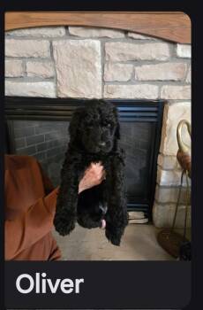 Oliver -  Goldendoodle Dog for Adoption in Glenwood City, Wisconsin - Oliver | PetCurious
