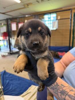Amy -  Shepherd and Mixed Breed Dog for Adoption in Calgary, Alberta - Amy | PetCurious