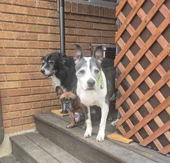 Yogurt -  Pit Bull Terrier Dog for Adoption in Millcreek, Utah - Yogurt | PetCurious