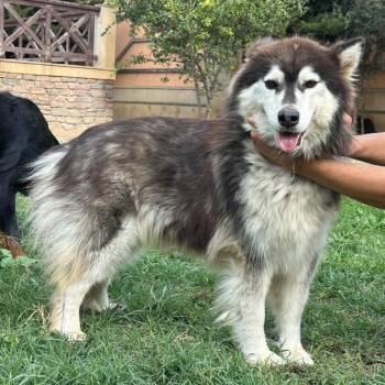 Kate -  Husky Dog for Adoption in New York, New York - Kate | PetCurious