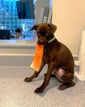 Caramel -  Chihuahua Dog for Adoption in West Hollywood, California - Caramel | PetCurious