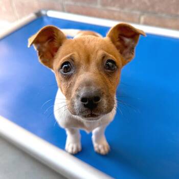 Chihuahua Dogs Available for Adoption - Spark | PetCurious