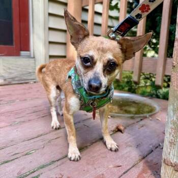 Junior -  Chihuahua Dog for Adoption in Groveland, Massachusetts - Junior | PetCurious