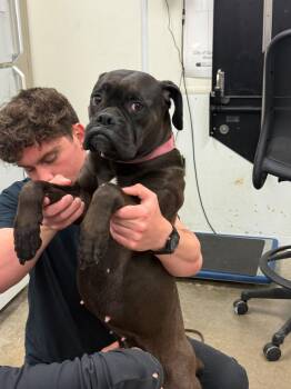 Eleve -  Boxer Dog Available for Adoption in Woodbury, Minnesota - Eleve | PetCurious