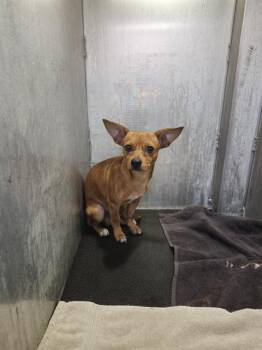 MILO -  Chihuahua Dog for Adoption in San Antonio, Texas - MILO | PetCurious