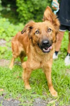 Carissa Grace -  Retriever and Shepherd Dog for Adoption in Milton, Georgia - Carissa Grace | PetCurious