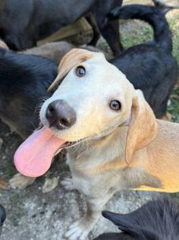 Rescue Mixed Breed Dogs for Adoption in Pass Christian, Mississippi - Dodi | PetCurious