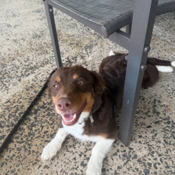 Selma -  Cardigan Welsh Corgi and Dachshund Dog for Adoption - Selma | PetCurious